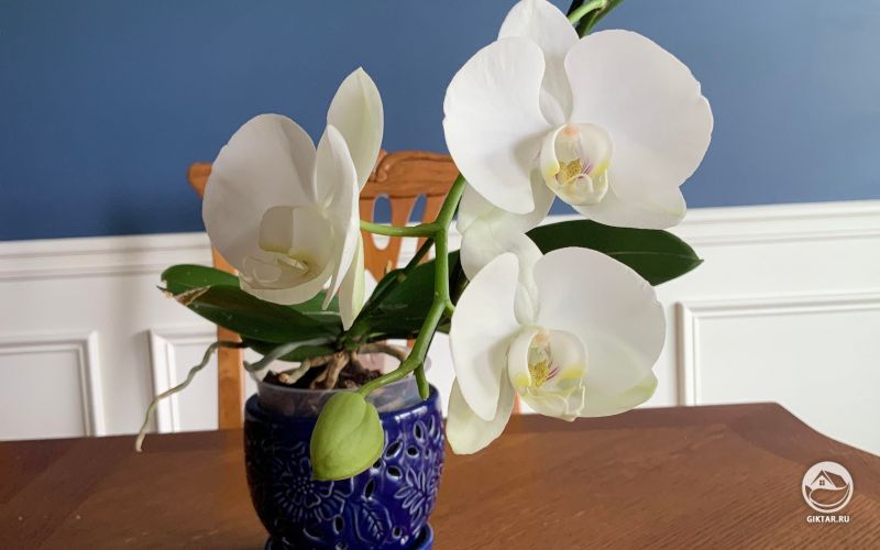Белая орхидея