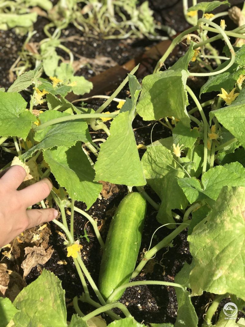 Первый огурец в этом году, какой красивый.
