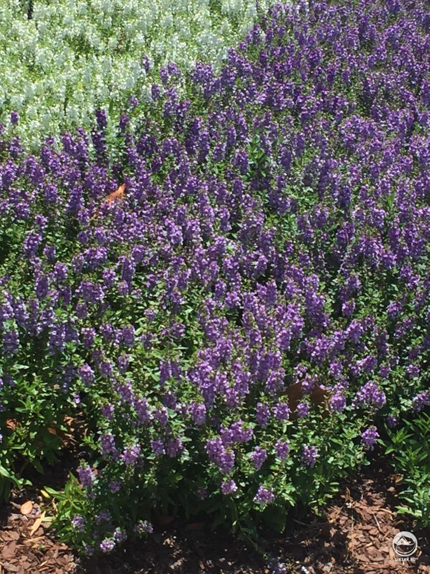 Что это за цветы ?