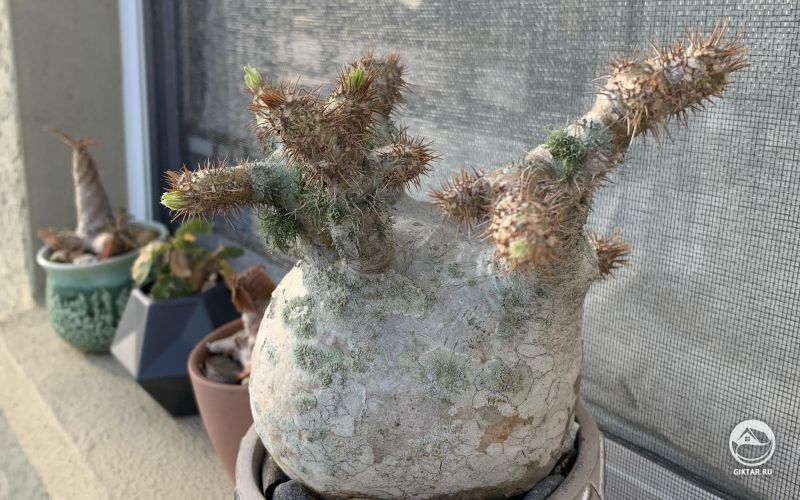 Просыпающийся пахиподиум