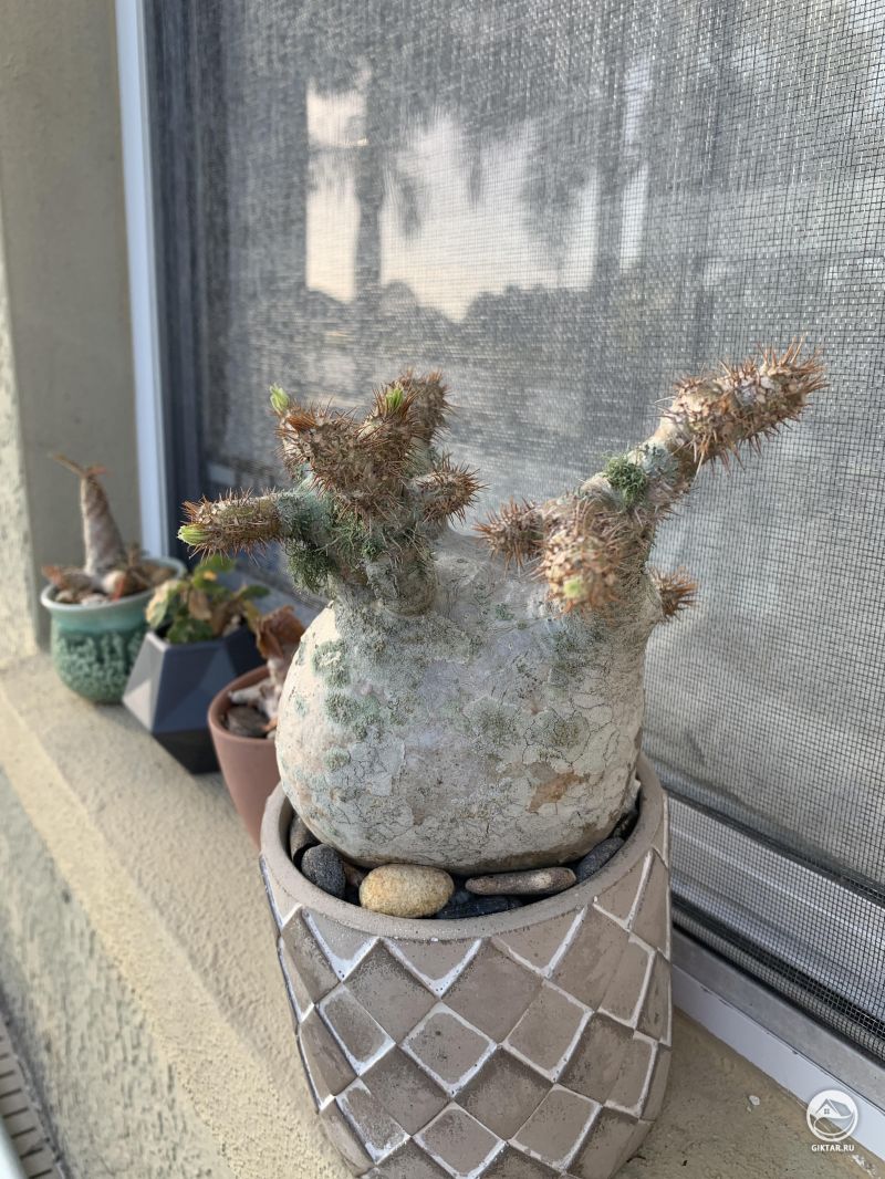 Просыпающийся пахиподиум