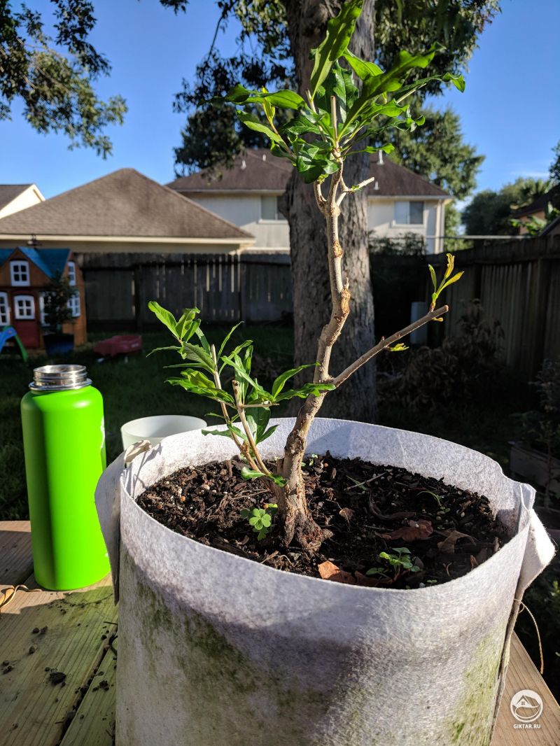 Гранат бонсай