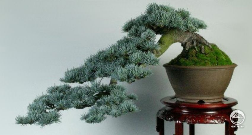 Кедр ливанский. Бонсай. Кедр ливанский. Бонсай.