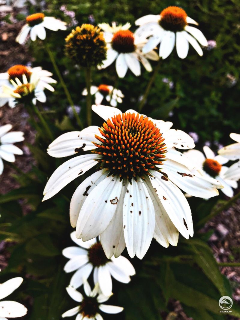 Белая эцинацея