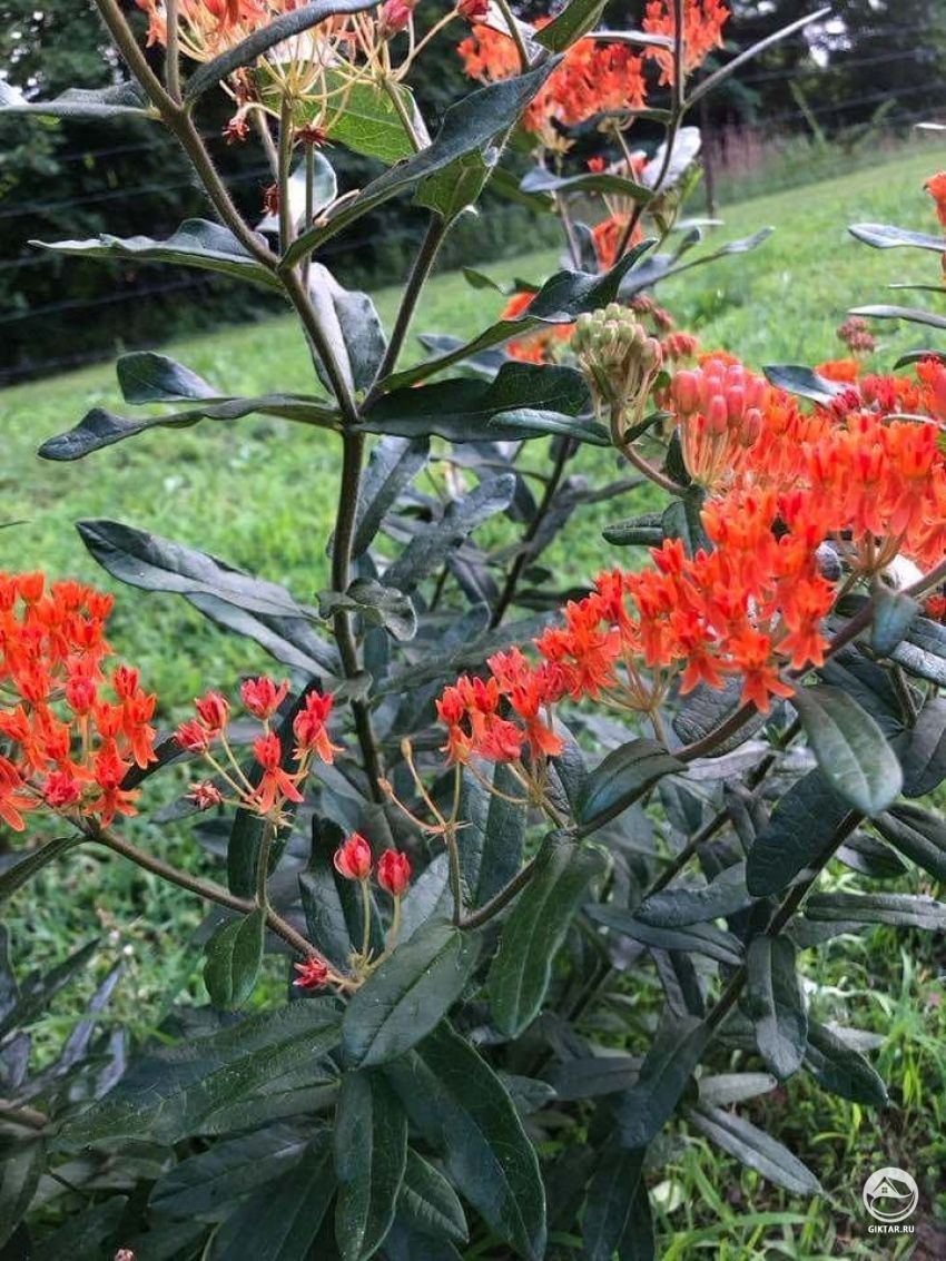 Кто-нибудь знает, что это?