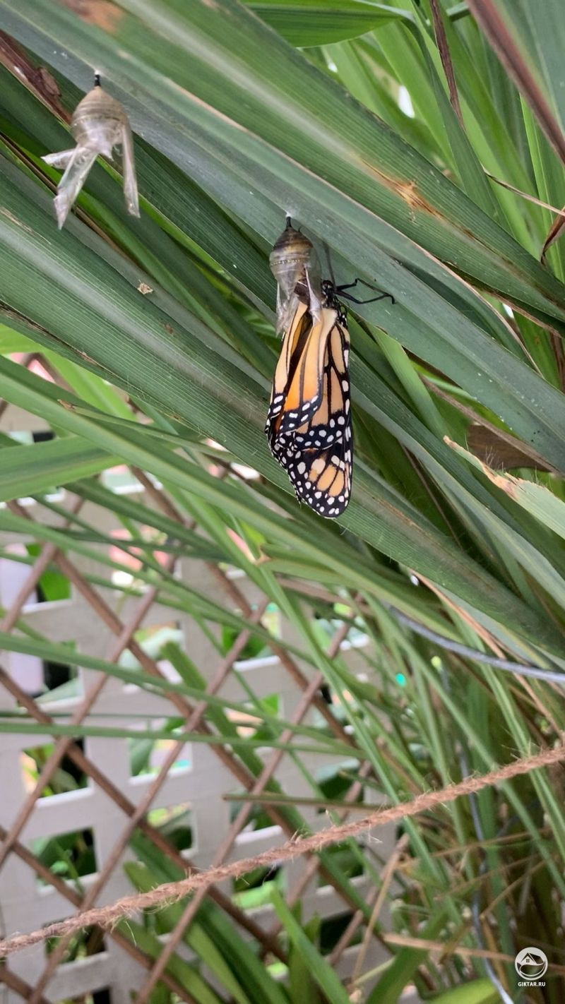 Недавно вылупившаяся бабочка