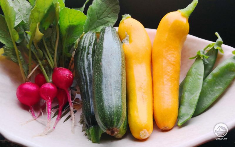 Урожай кабачков и редиски