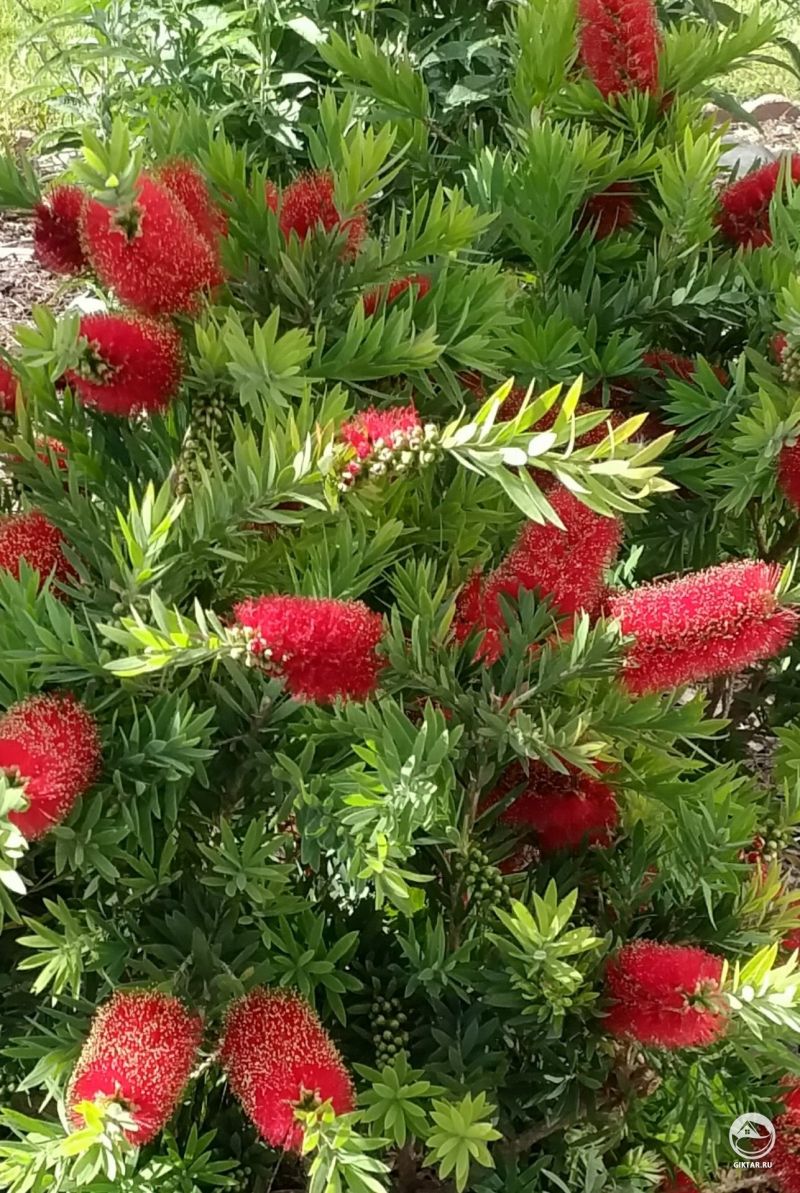 Я жду колибри в гости