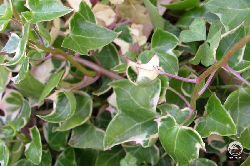 крестовник крупноязычковый крестовник крупноязычковый - лиана, по виду похожая на плющ, с коричневым стеблем и темно-зелеными восковыми листьями