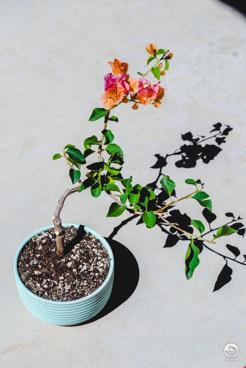 Цветущая бугенвиллея бонсай
