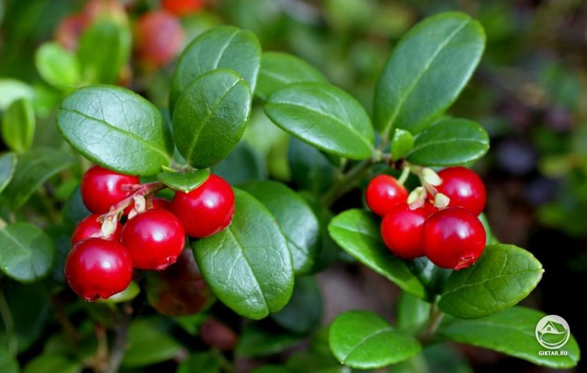 Выращивание брусники Выращивание брусники