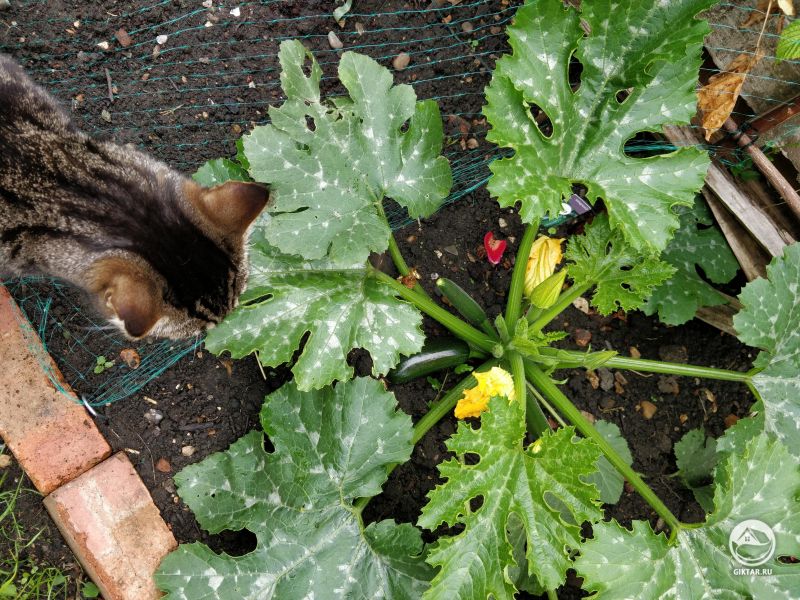 Кабачок и кошка