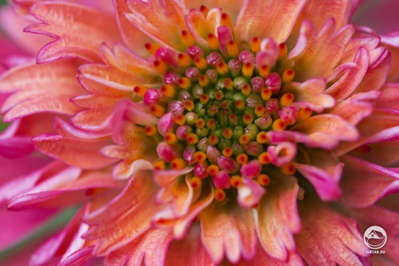 После прогулки по саду с фотиком получилось много макро-фоток.