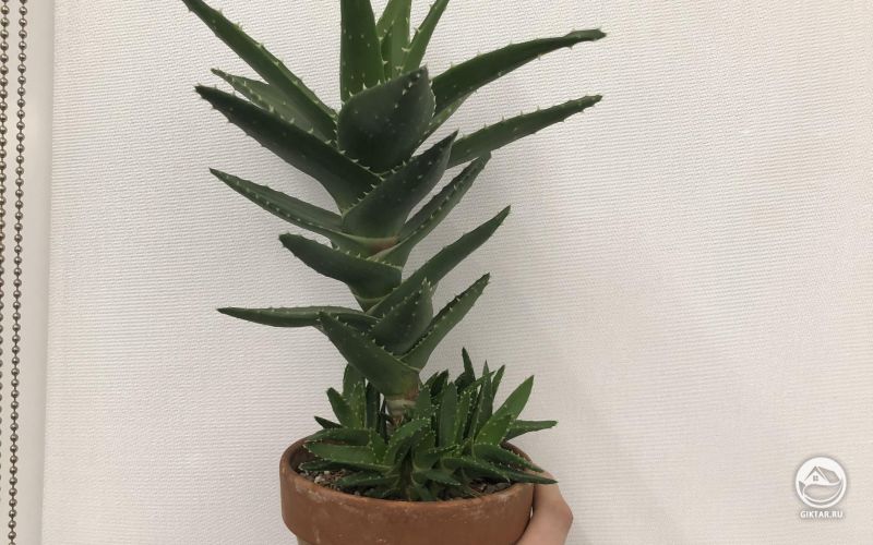 Мой отросший восходящий алоэ