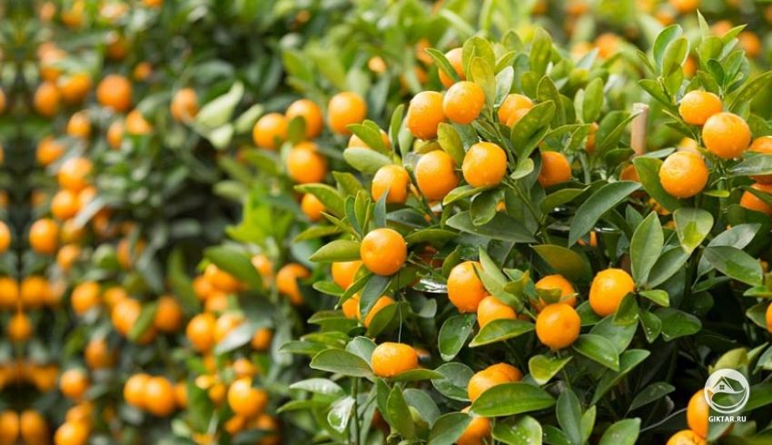 Японский кумкват (Fortunella japonica) Японский кумкват (или Кумкват круглый, или маруми) (Fortunella japonica)