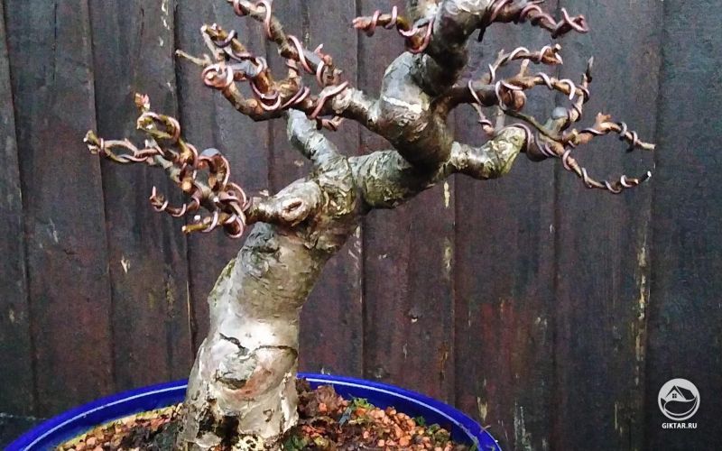 Яблоня бонсай