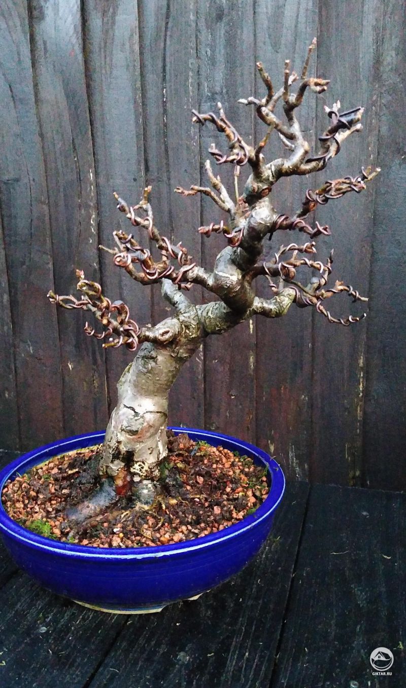 Яблоня бонсай