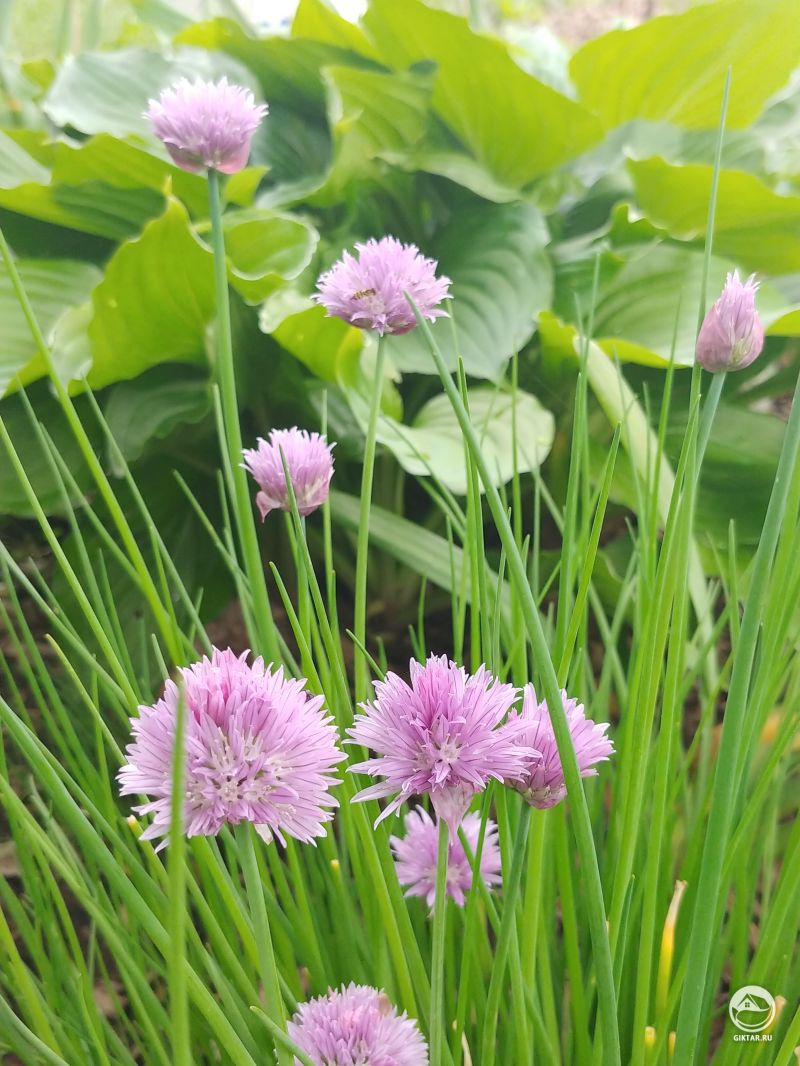 Шнитт-лук (скорода) цветет