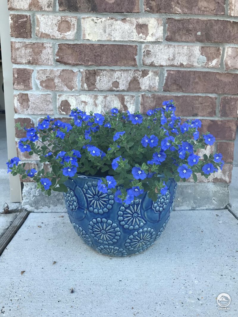 Так много синего!