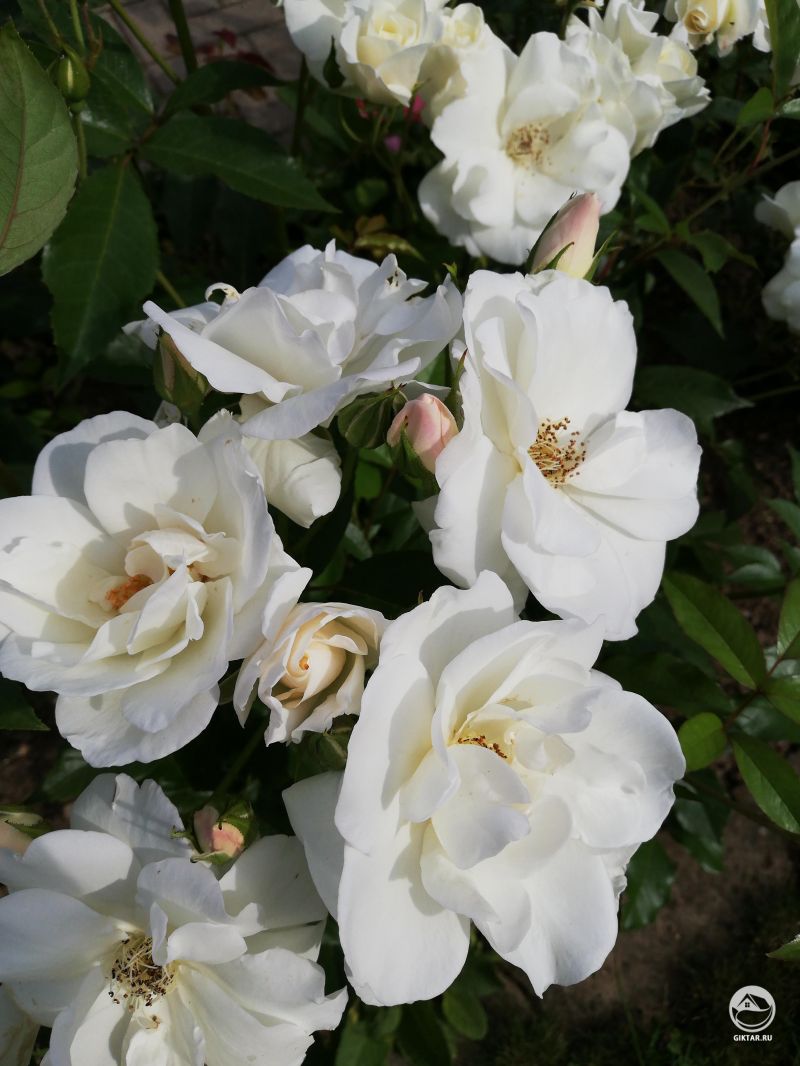 Свадебные розы