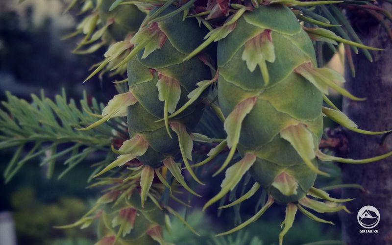 Пихта цветет