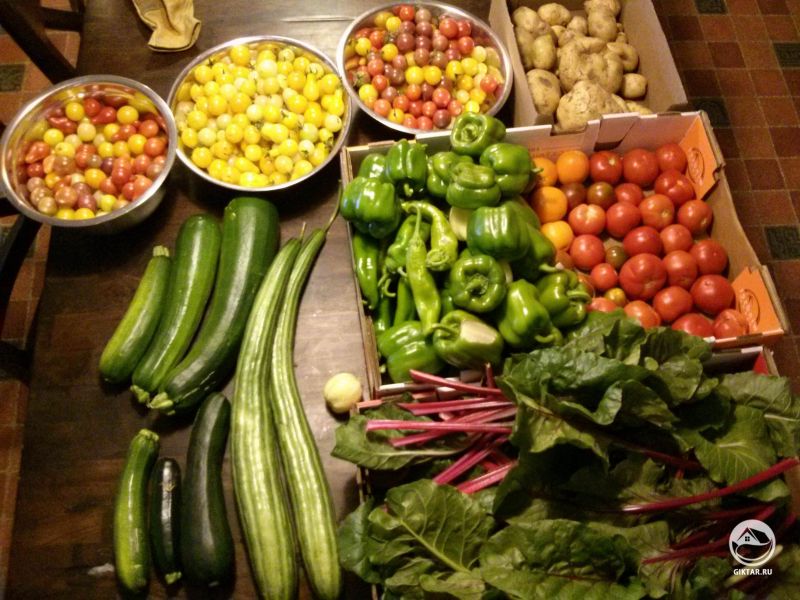 Урожай томатов, перца и цуккини