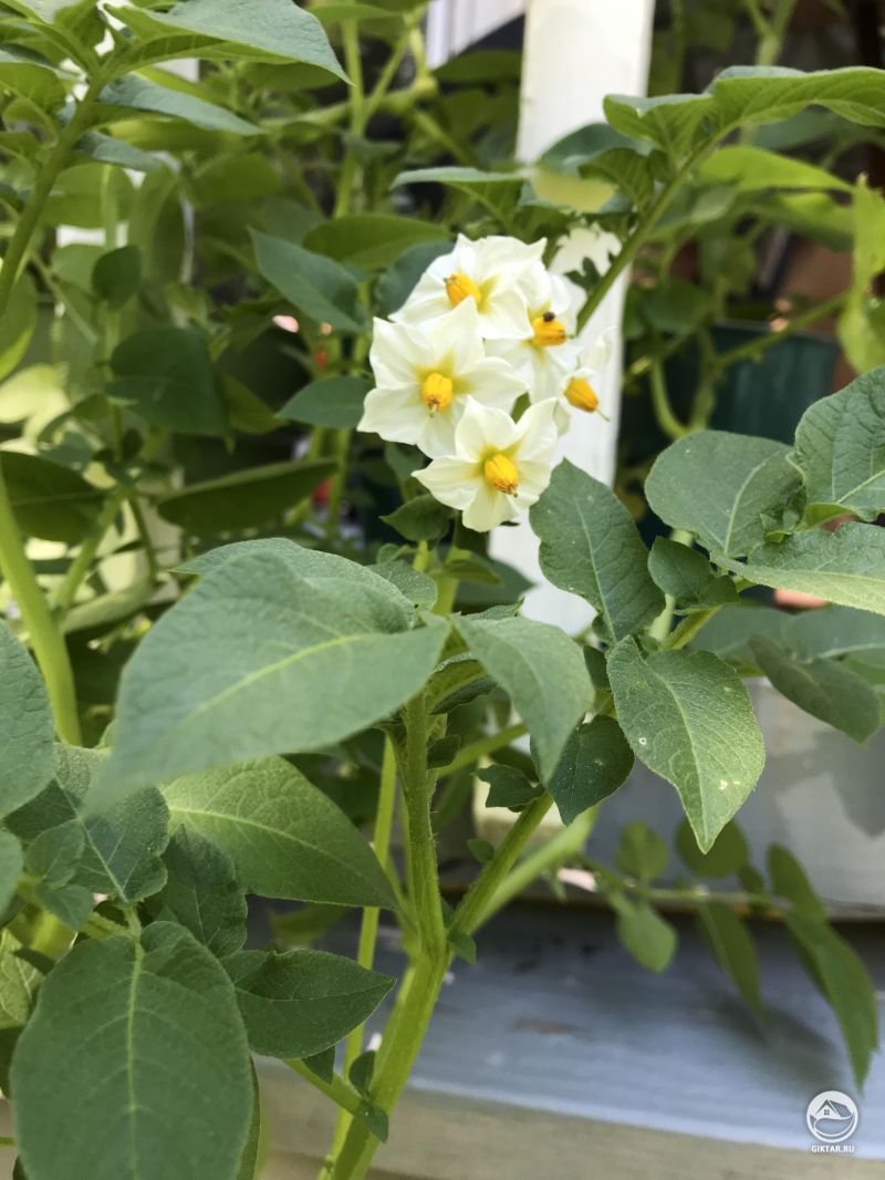 Цветение картофеля