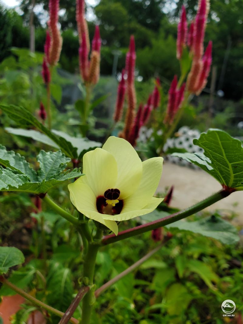 Цветок бамии