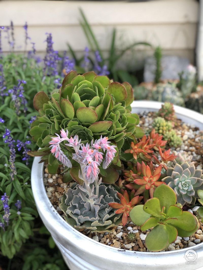 Цветение эхеверии кудрявой