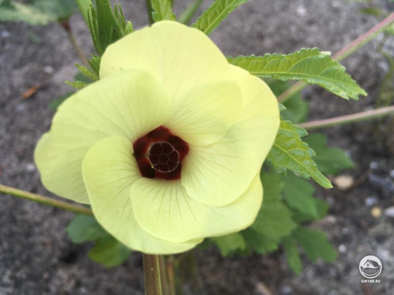 Прекрасный цветок Бамии! И крошечный муравей думает то же самое