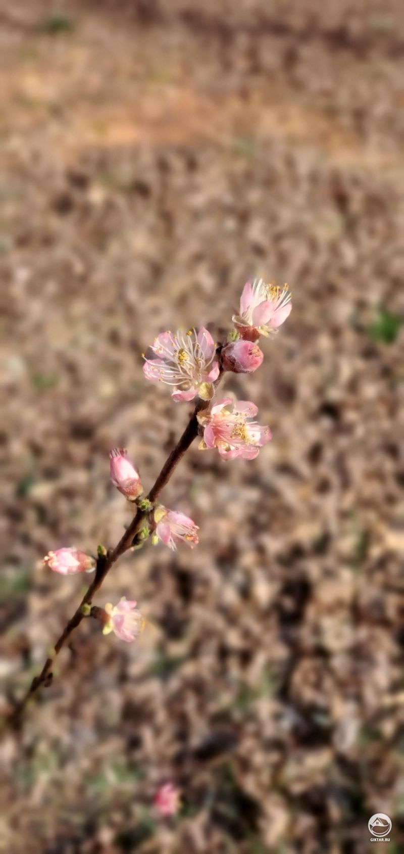 Цветки персика