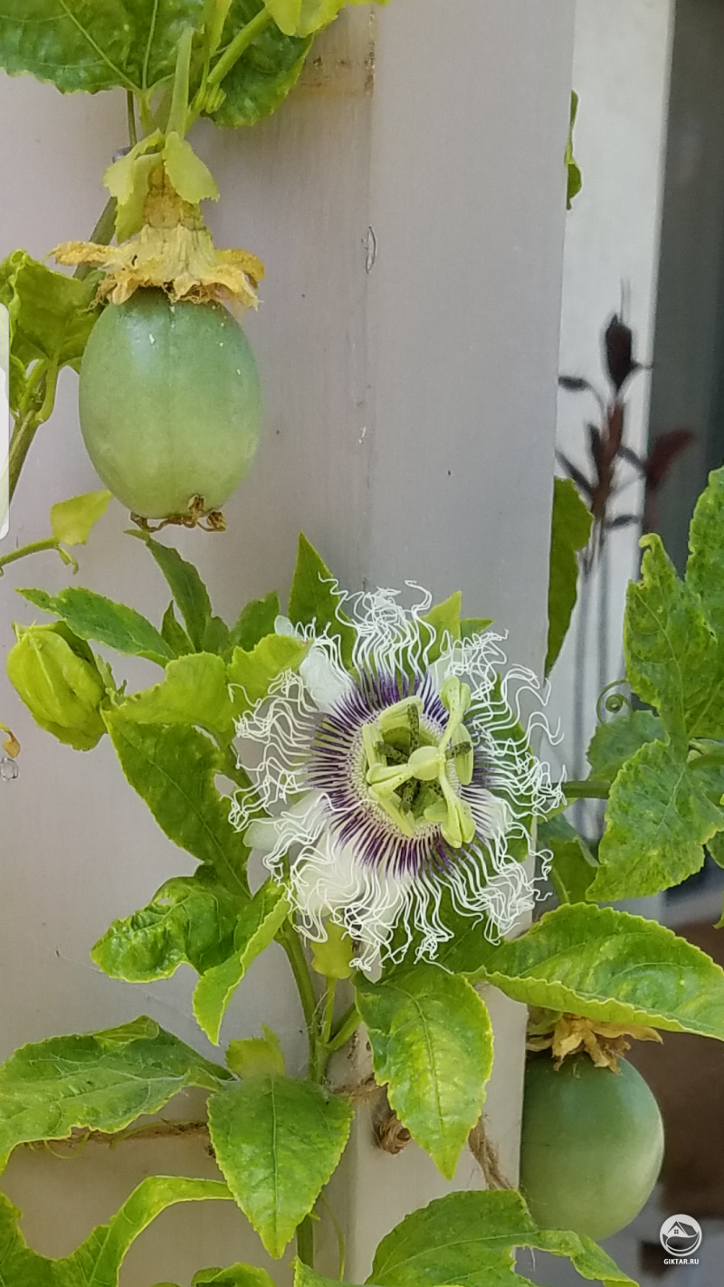 Маракуйя : и цветы и фрукты. Мы не уверены, когда их нужно снимать.