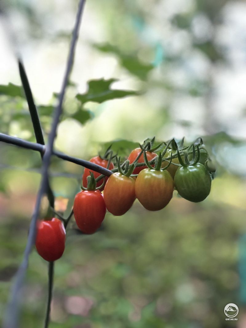 Радуга созревания помидорок-черри