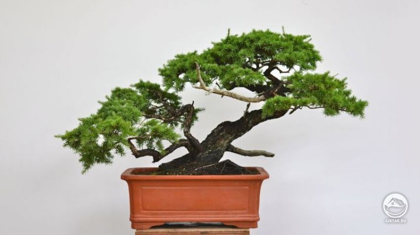 Тсуга канадская . Бонсай. Тсуга канадская . Бонсай.