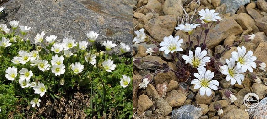 ясколка альпийская ясколка альпийская