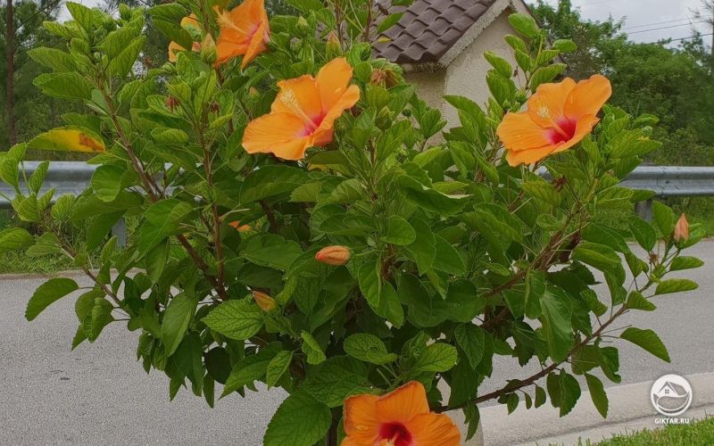Гибискус сирийский