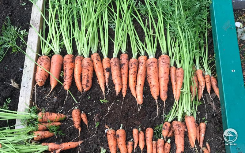 Урожай моркови