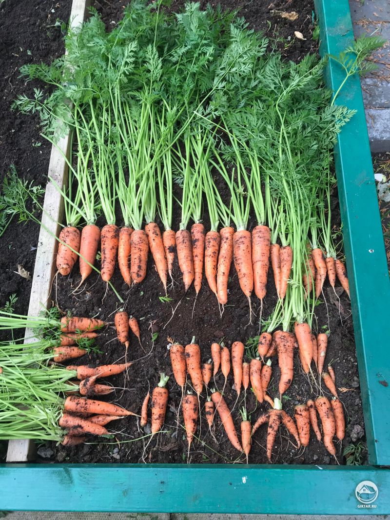 Урожай моркови