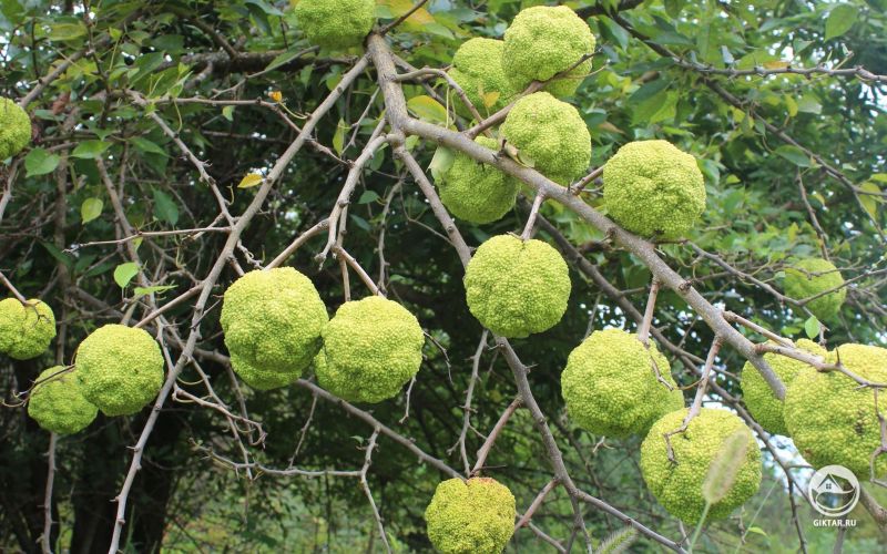 Маклюра оранжевая