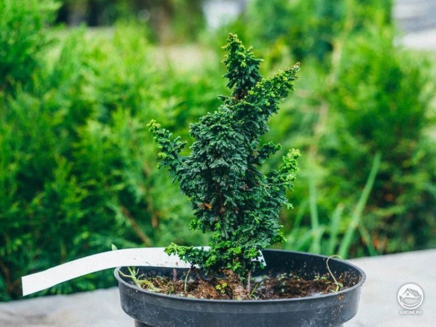 Кипарисовик усеченный. Кипарисовик усеченный.