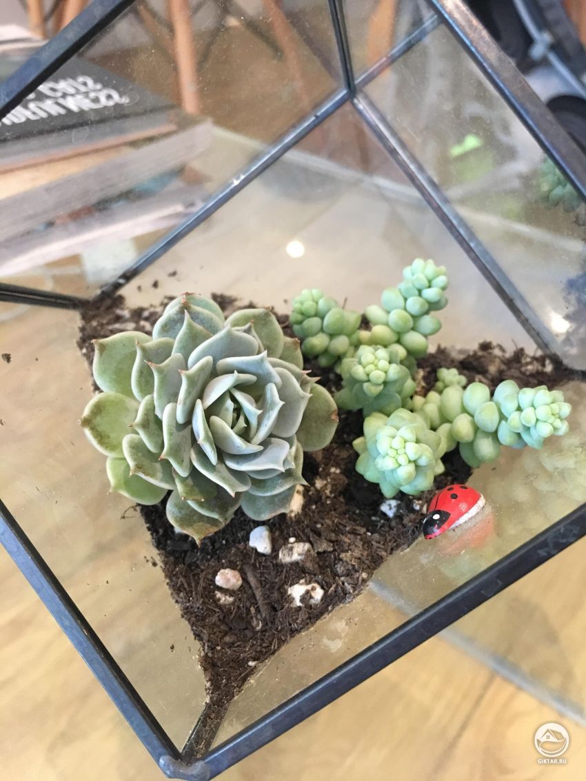 Может кто поможет мне опознать мои новые суккуленты!