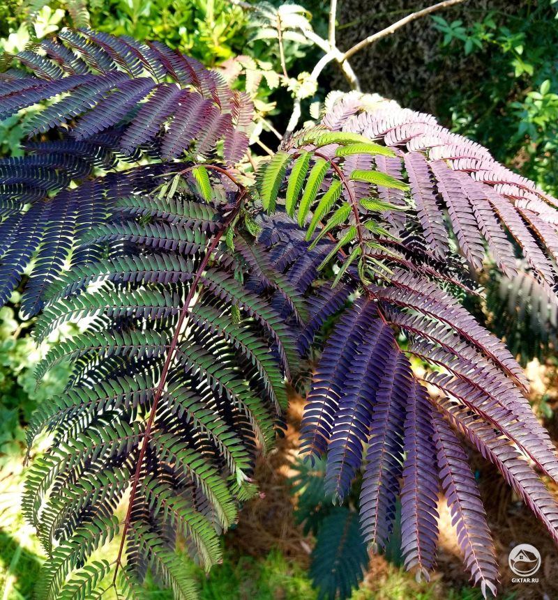 Я очень люблю шоколадную мимозу!