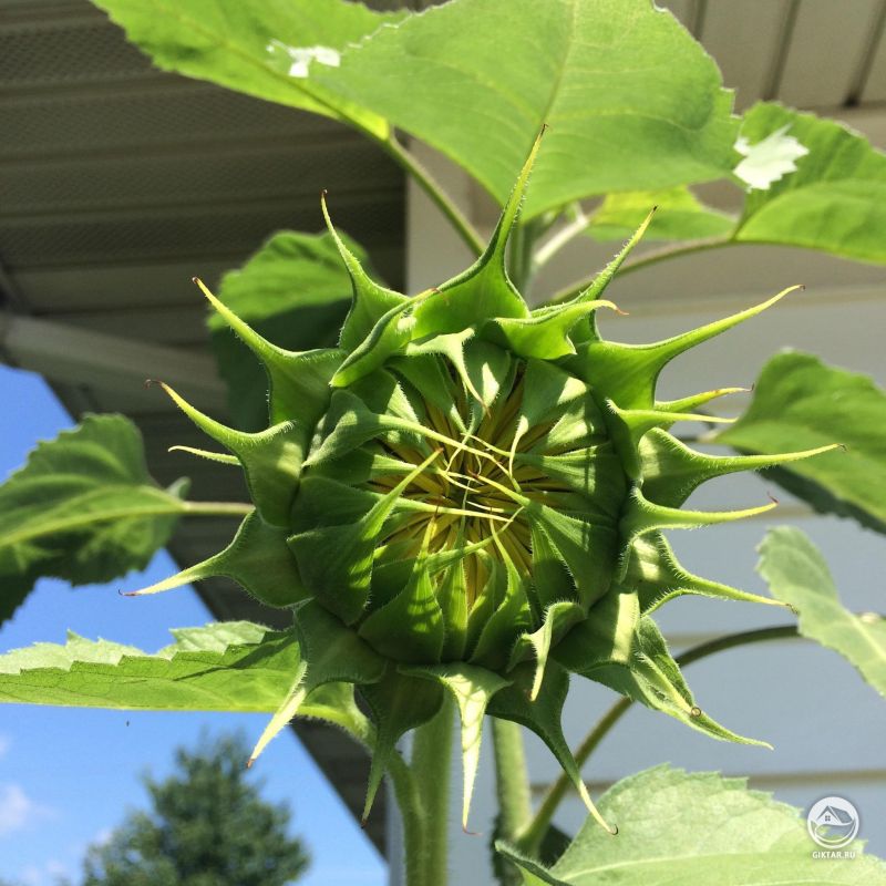 Подсолнечник на грани распускания