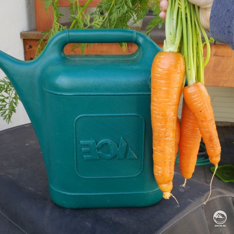 Горжусь своей морковкой.