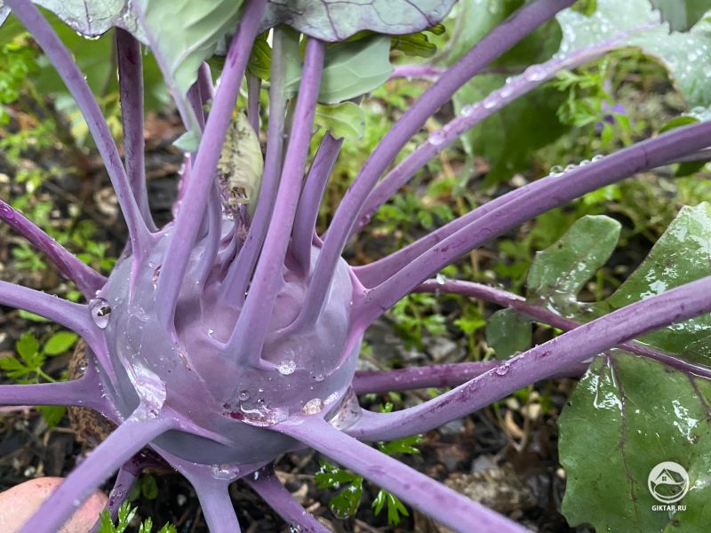 Фиолетовая кольраби