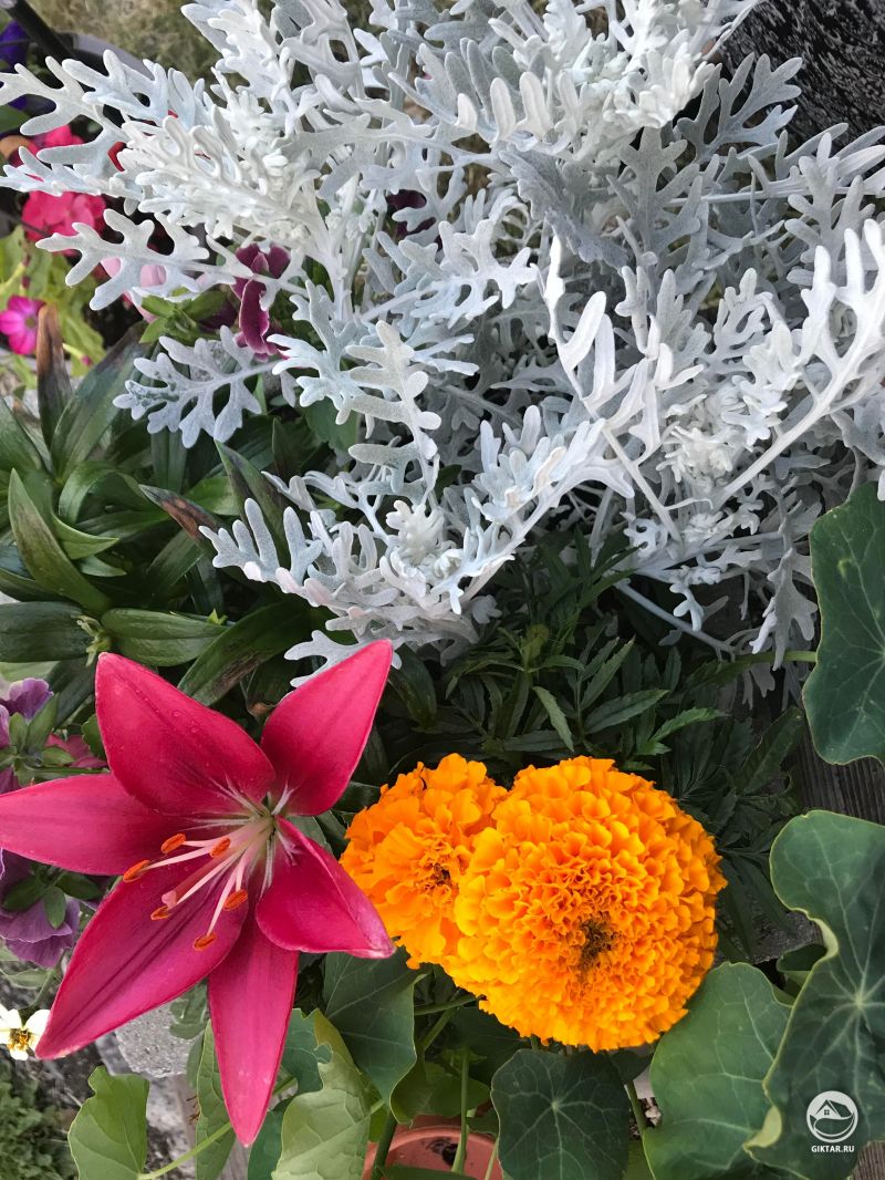 Мои цветы: лилия, бархатцы,