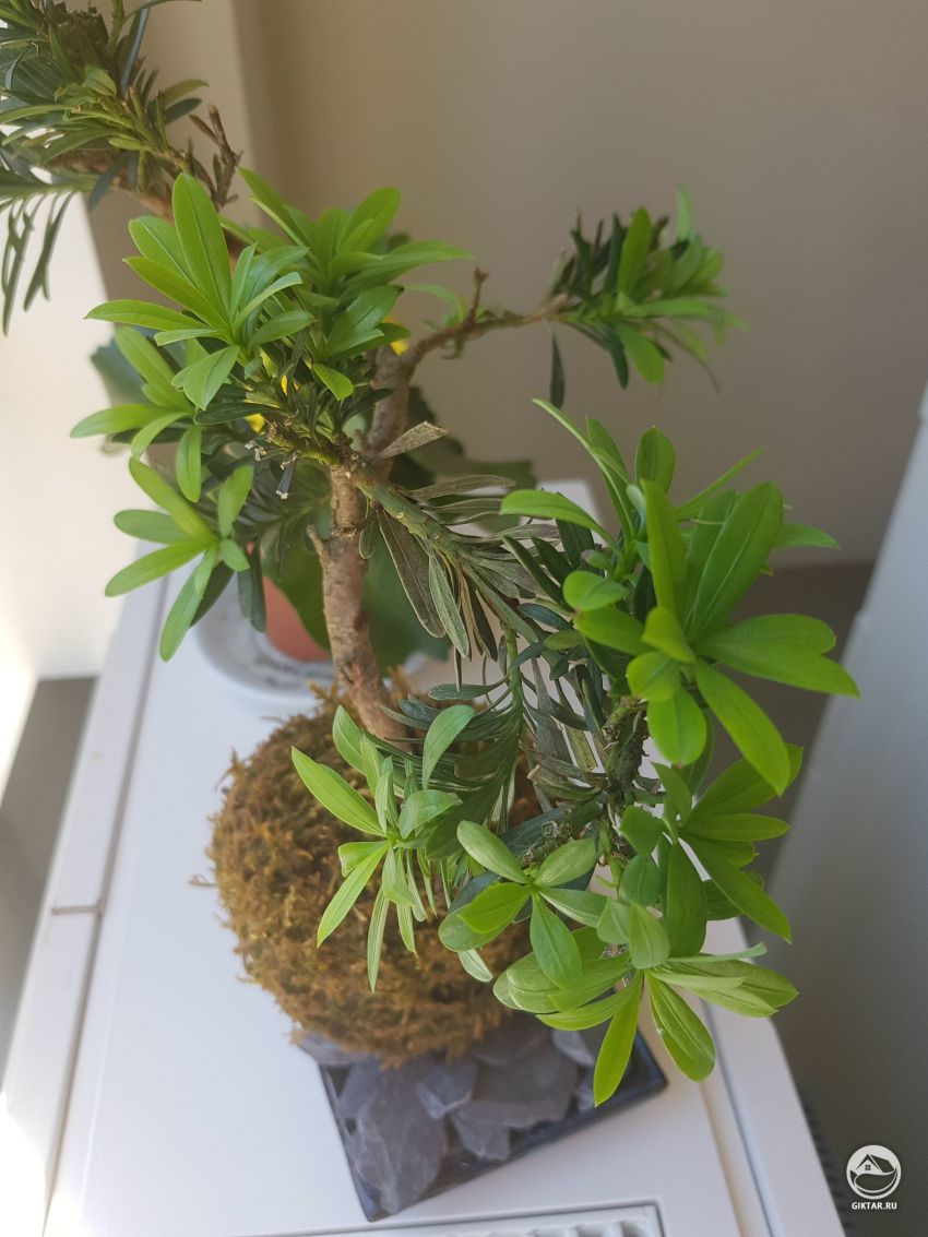 Нужна помощь в идентификации этого растения.