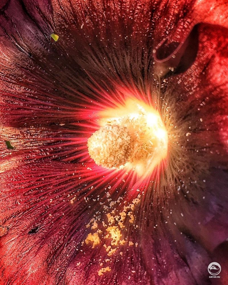 Доброе утро, дорогуша