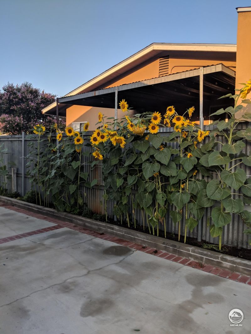 Моя первая попытка вырастить подсолнухи