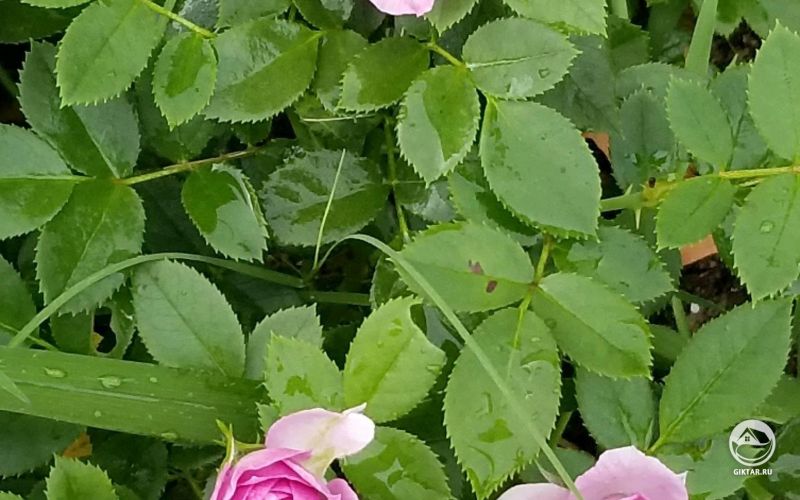 Лавандовая Роза